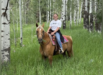 American Quarter Horse, Merrie, 9 Jaar, 150 cm, Palomino