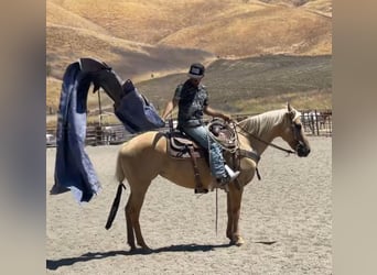 American Quarter Horse, Merrie, 9 Jaar, 150 cm, Palomino