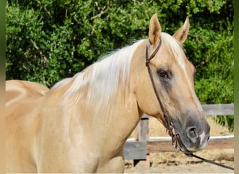 American Quarter Horse, Merrie, 9 Jaar, 150 cm, Palomino