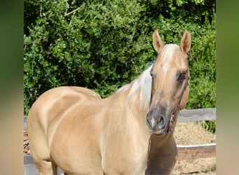 American Quarter Horse, Merrie, 9 Jaar, 150 cm, Palomino