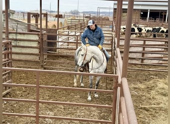 American Quarter Horse, Merrie, 9 Jaar, 150 cm, Schimmel