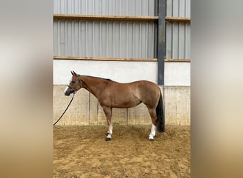 American Quarter Horse, Merrie, 9 Jaar, 150 cm, Vos