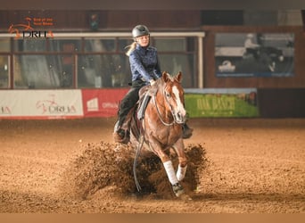 American Quarter Horse, Merrie, 9 Jaar, 150 cm, Vos