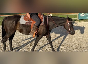 American Quarter Horse, Merrie, 9 Jaar, 150 cm