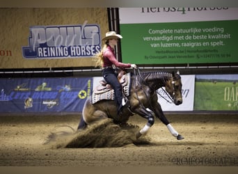 American Quarter Horse, Merrie, 9 Jaar, 152 cm, Buckskin