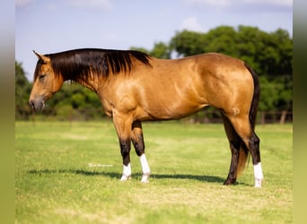American Quarter Horse, Merrie, 9 Jaar, 152 cm, Buckskin
