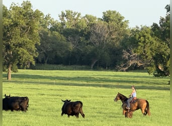 American Quarter Horse, Merrie, 9 Jaar, 152 cm, Buckskin