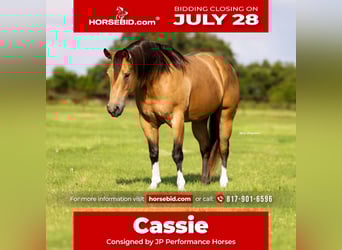 American Quarter Horse, Merrie, 9 Jaar, 152 cm, Buckskin