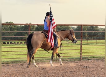 American Quarter Horse, Merrie, 9 Jaar, 152 cm, Buckskin