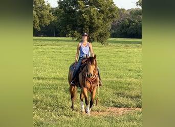 American Quarter Horse, Merrie, 9 Jaar, 152 cm, Buckskin