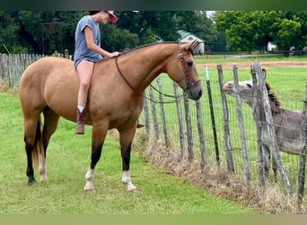 American Quarter Horse, Merrie, 9 Jaar, 152 cm, Buckskin