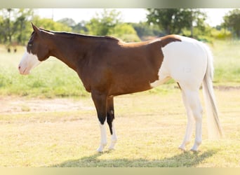 American Quarter Horse Mix, Merrie, 9 Jaar, 152 cm, Gevlekt-paard