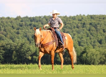 American Quarter Horse, Merrie, 9 Jaar, 152 cm, Palomino