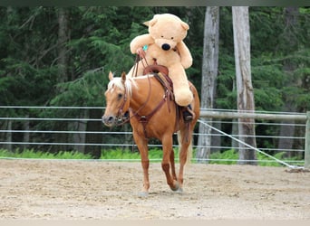 American Quarter Horse, Merrie, 9 Jaar, 152 cm, Palomino