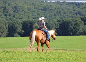 American Quarter Horse, Merrie, 9 Jaar, 152 cm, Palomino