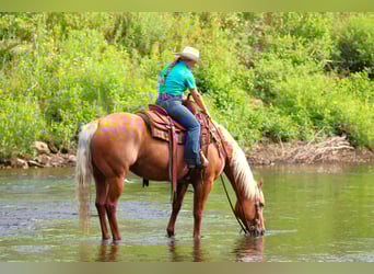 American Quarter Horse, Merrie, 9 Jaar, 152 cm, Palomino