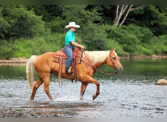 American Quarter Horse, Merrie, 9 Jaar, 152 cm, Palomino