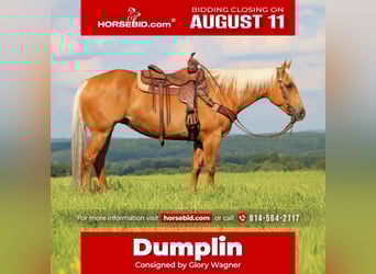 American Quarter Horse, Merrie, 9 Jaar, 152 cm, Palomino