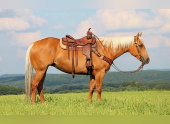 American Quarter Horse, Merrie, 9 Jaar, 152 cm, Palomino