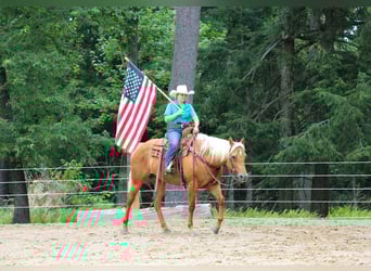 American Quarter Horse, Merrie, 9 Jaar, 152 cm, Palomino