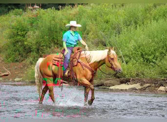 American Quarter Horse, Merrie, 9 Jaar, 152 cm, Palomino