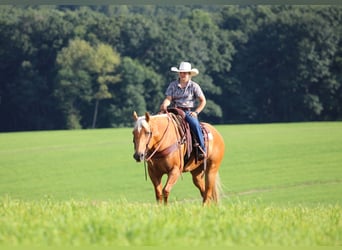 American Quarter Horse, Merrie, 9 Jaar, 152 cm, Palomino