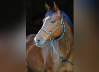 American Quarter Horse, Merrie, 9 Jaar, 152 cm, Roodbruin