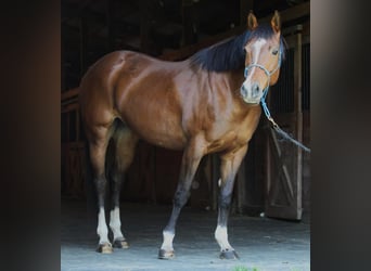 American Quarter Horse, Merrie, 9 Jaar, 152 cm, Roodbruin