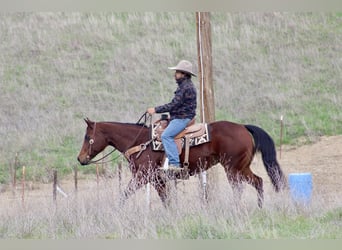 American Quarter Horse, Merrie, 9 Jaar, 152 cm, Roodbruin
