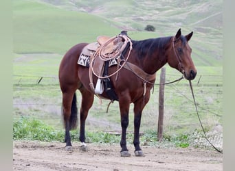 American Quarter Horse, Merrie, 9 Jaar, 152 cm, Roodbruin