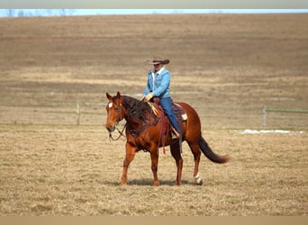American Quarter Horse, Merrie, 9 Jaar, 152 cm, Roodvos