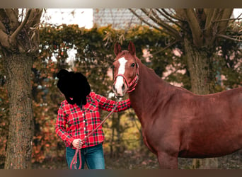 American Quarter Horse, Merrie, 9 Jaar, 154 cm, Roodvos