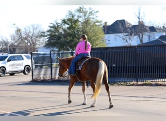 American Quarter Horse, Merrie, 9 Jaar, 155 cm, Palomino