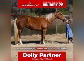 American Quarter Horse, Merrie, 9 Jaar, 155 cm, Palomino