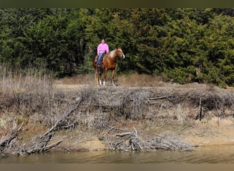 American Quarter Horse, Merrie, 9 Jaar, 155 cm, Palomino
