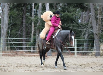 American Quarter Horse, Merrie, 9 Jaar, 155 cm, Roan-Blue