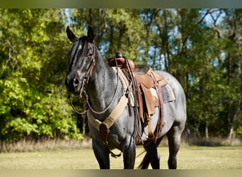 American Quarter Horse, Merrie, 9 Jaar, 157 cm, Roan-Blue