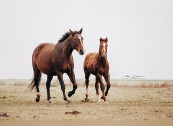 American Quarter Horse, Merrie, 9 Jaar, 158 cm, Bruin