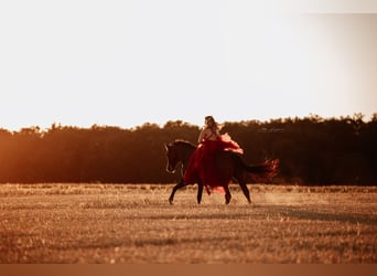 American Quarter Horse, Merrie, 9 Jaar, 158 cm, Bruin