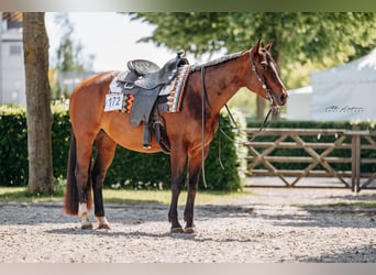 American Quarter Horse, Merrie, 9 Jaar, 158 cm, Bruin