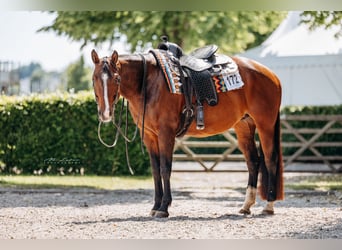 American Quarter Horse, Merrie, 9 Jaar, 158 cm, Bruin