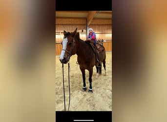 American Quarter Horse, Merrie, 9 Jaar, 158 cm, Donkerbruin