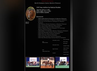 American Quarter Horse, Merrie, 9 Jaar, 159 cm, Bruin