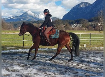 American Quarter Horse, Merrie, 9 Jaar, 159 cm, Bruin