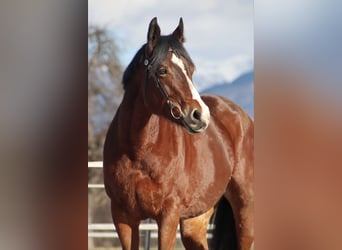 American Quarter Horse, Merrie, 9 Jaar, 159 cm, Bruin