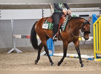 American Quarter Horse, Merrie, 9 Jaar, 163 cm, Bruin