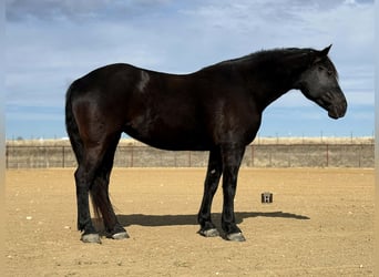 American Quarter Horse, Merrie, 9 Jaar, 163 cm, Zwart