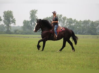 American Quarter Horse, Merrie, 9 Jaar, 168 cm, Zwart