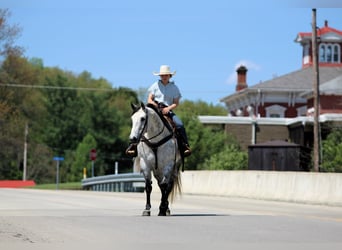 American Quarter Horse, Merrie, 9 Jaar, Appelschimmel