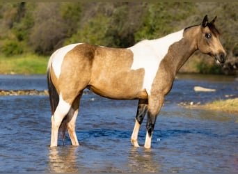 American Quarter Horse, Merrie, 9 Jaar, Buckskin